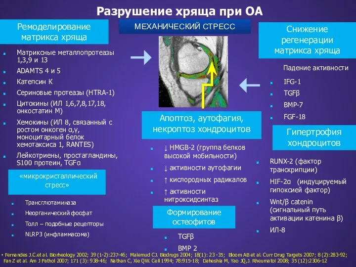 Разрушение хряща при ОА Fernandes J.C.et al. Biorheology 2002; 39 (1-2):237-46;