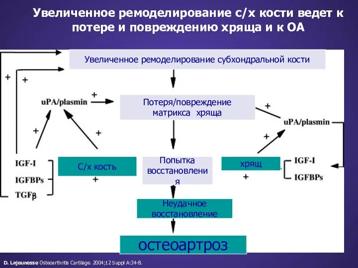 Увеличенное ремоделирование с/х кости ведет к потере и повреждению хряща и