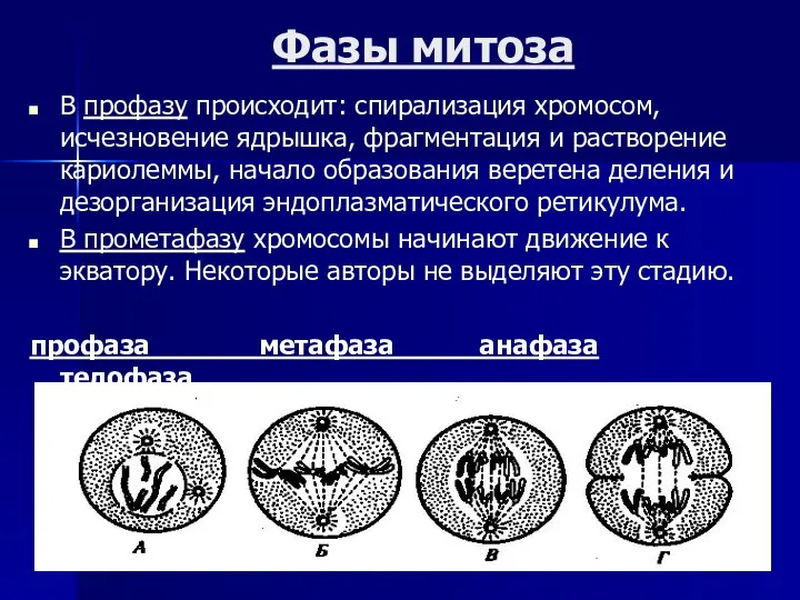 Фазы митоза В профазу происходит: спирализация хромосом, исчезновение ядрышка, фрагментация и