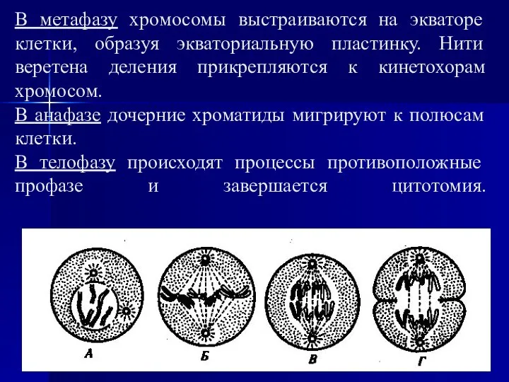 В метафазу хромосомы выстраиваются на экваторе клетки, образуя экваториальную пластинку. Нити