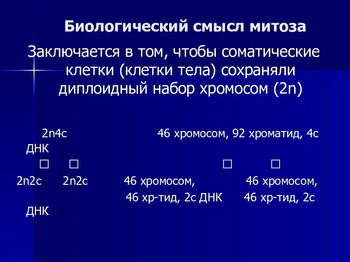 Биологический смысл митоза Заключается в том, чтобы соматические клетки (клетки тела)