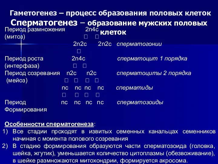 Гаметогенез – процесс образования половых клеток Сперматогенез – образование мужских половых