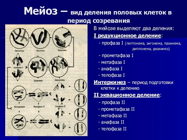 Мейоз – вид деления половых клеток в период созревания В мейозе