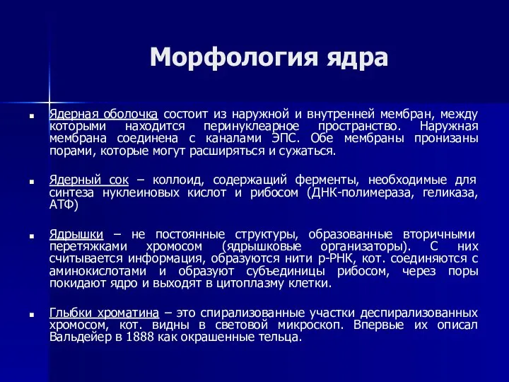 Морфология ядра Ядерная оболочка состоит из наружной и внутренней мембран, между