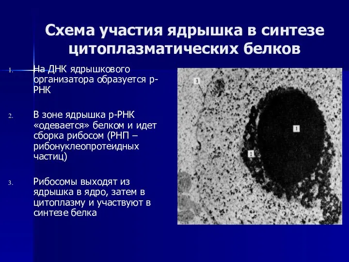 Схема участия ядрышка в синтезе цитоплазматических белков На ДНК ядрышкового организатора