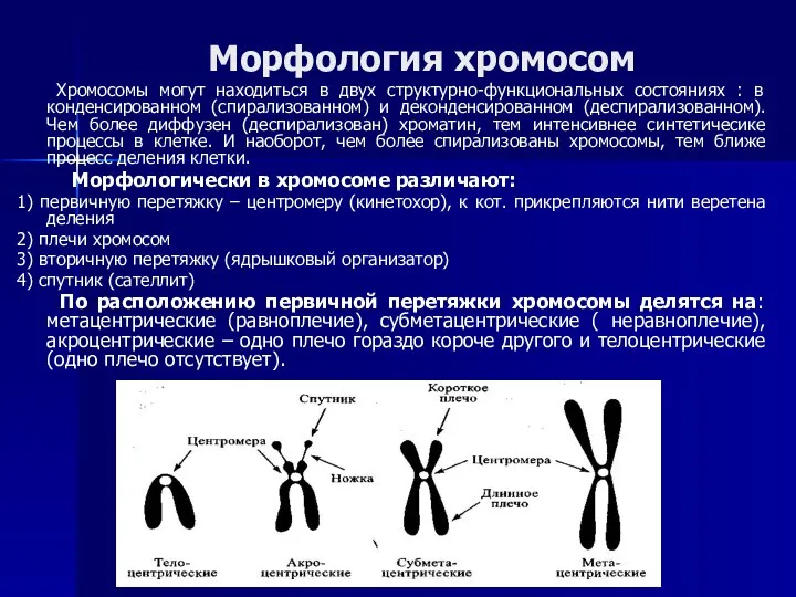 Морфология хромосом Хромосомы могут находиться в двух структурно-функциональных состояниях : в