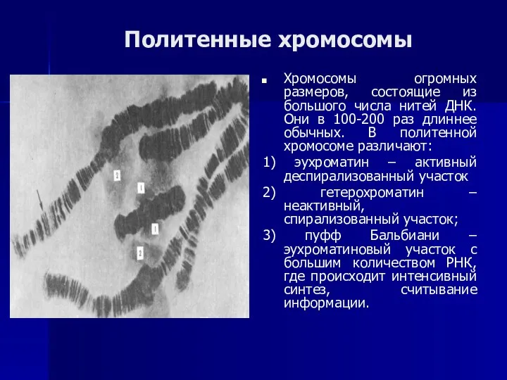 Политенные хромосомы Хромосомы огромных размеров, состоящие из большого числа нитей ДНК.