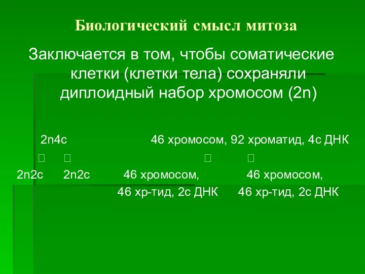 Биологический смысл митоза Заключается в том, чтобы соматические клетки (клетки тела)