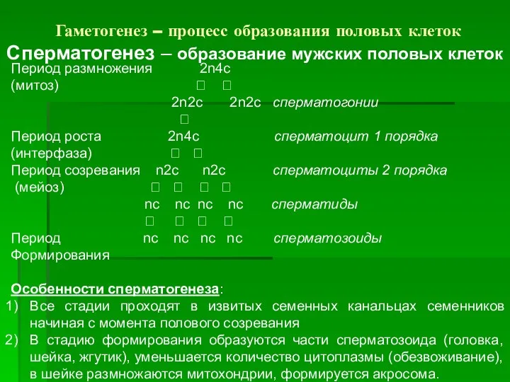 Гаметогенез – процесс образования половых клеток Сперматогенез – образование мужских половых