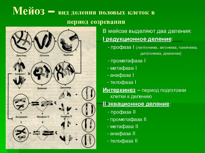 Мейоз – вид деления половых клеток в период созревания В мейозе