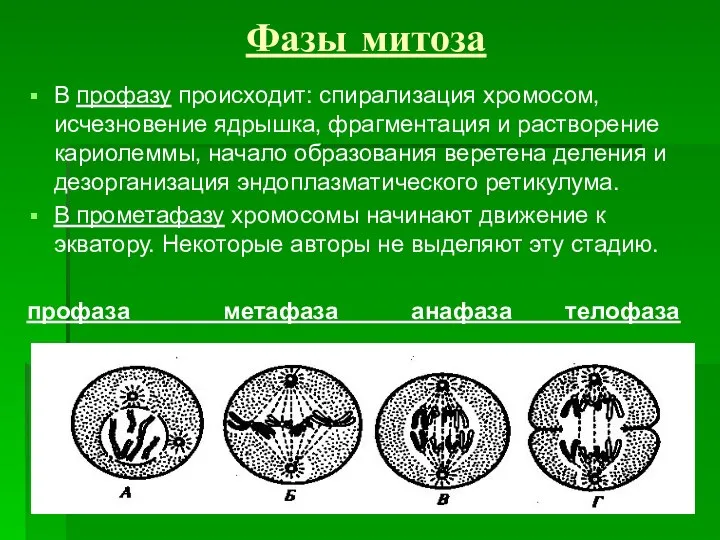 Фазы митоза В профазу происходит: спирализация хромосом, исчезновение ядрышка, фрагментация и