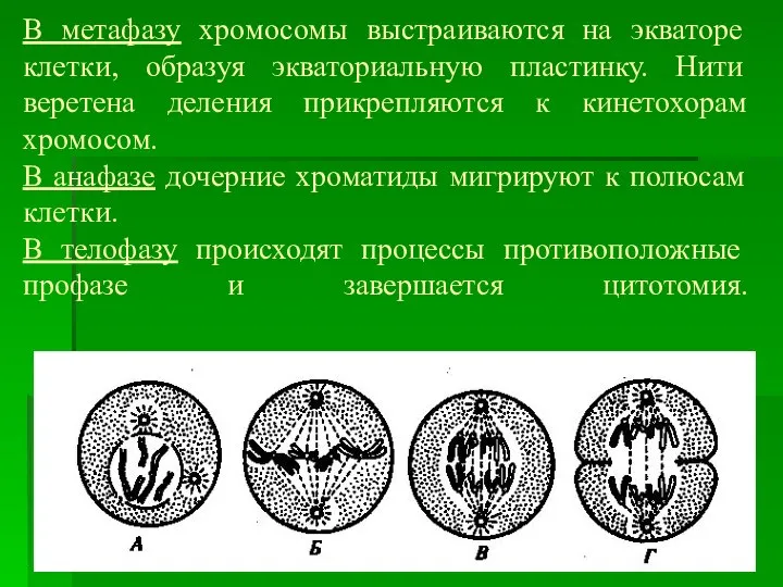 В метафазу хромосомы выстраиваются на экваторе клетки, образуя экваториальную пластинку. Нити