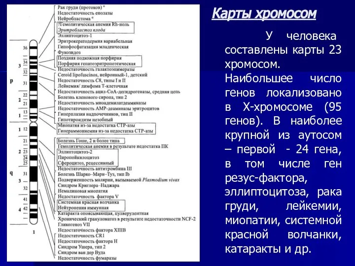 Карты хромосом У человека составлены карты 23 хромосом. Наибольшее число генов