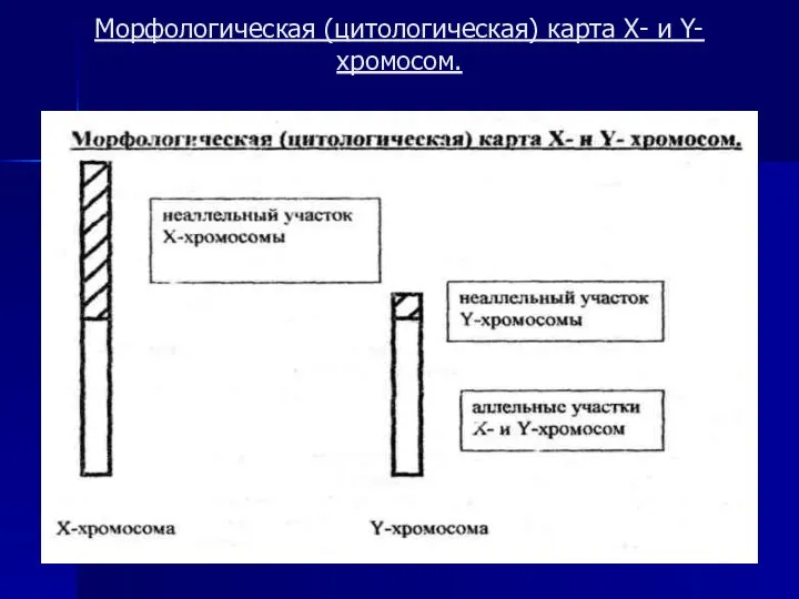 Морфологическая (цитологическая) карта Х- и Y- хромосом.