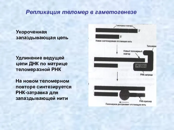 Репликация теломер в гаметогенезе Укороченная запаздывающая цепь Удлинение ведущей цепи ДНК