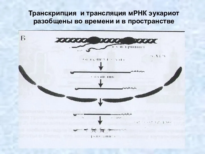 Транскрипция и трансляция мРНК эукариот разобщены во времени и в пространстве