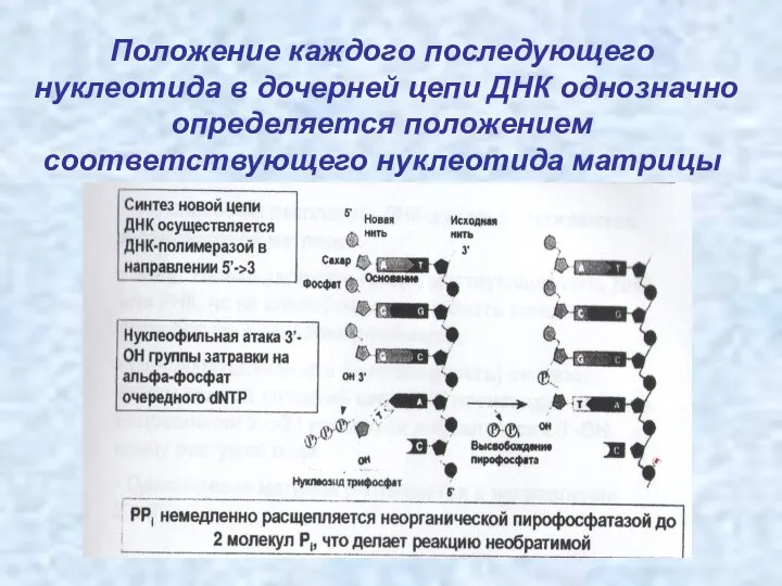 Положение каждого последующего нуклеотида в дочерней цепи ДНК однозначно определяется положением соответствующего нуклеотида матрицы