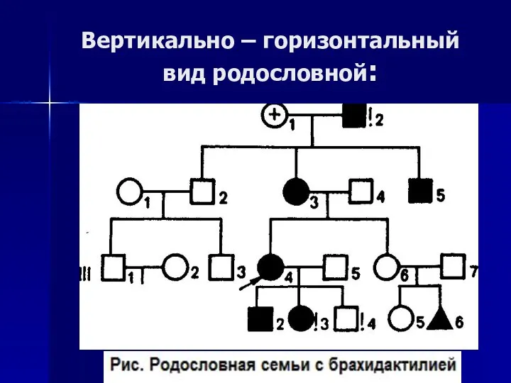 Вертикально – горизонтальный вид родословной: