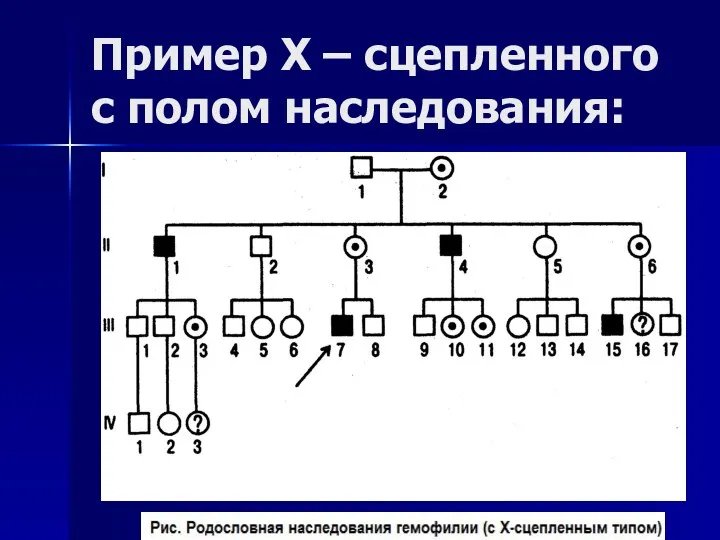 Пример Х – сцепленного с полом наследования: