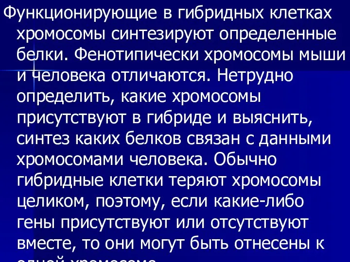 Функционирующие в гибридных клетках хромосомы синтезируют определенные белки. Фенотипически хромосомы мыши