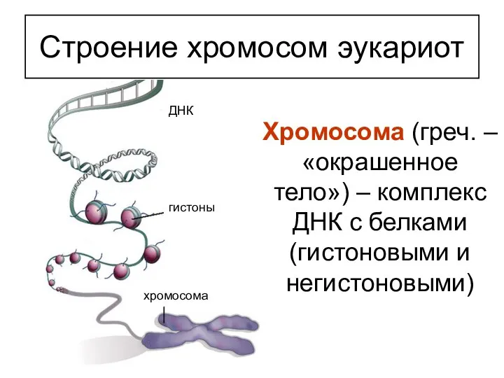Хромосома (греч. – «окрашенное тело») – комплекс ДНК с белками (гистоновыми