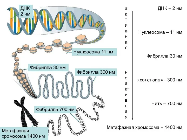ДНК – 2 нм Нуклеосома – 11 нм Фибрилла 30 нм