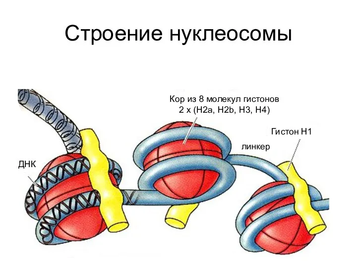 Строение нуклеосомы ДНК Кор из 8 молекул гистонов 2 х (Н2а,