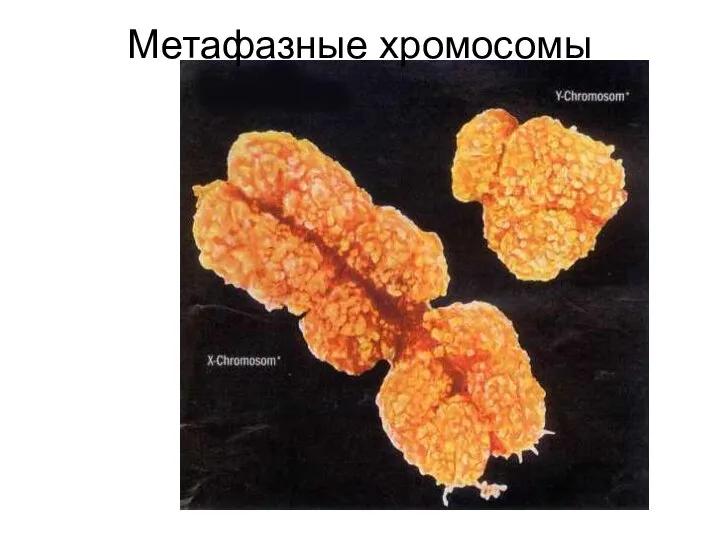 Метафазные хромосомы