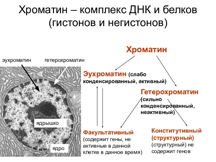 Хроматин – комплекс ДНК и белков (гистонов и негистонов) Хроматин Эухроматин