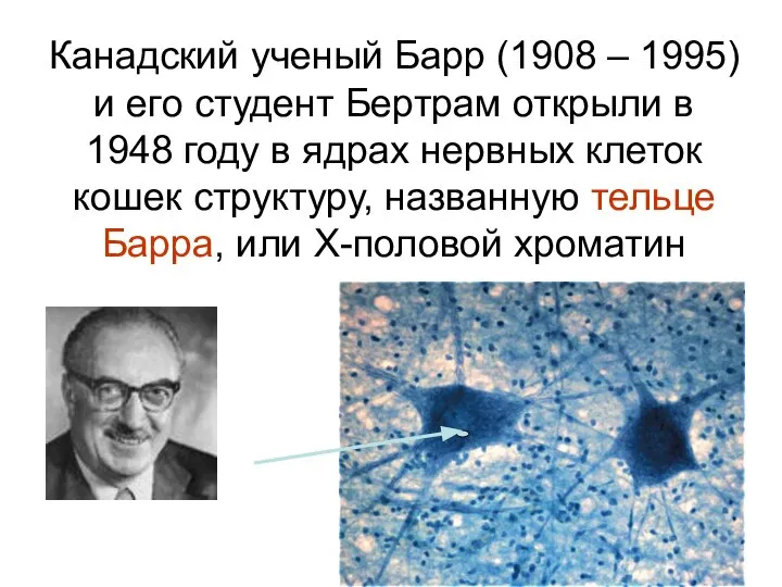 Канадский ученый Барр (1908 – 1995) и его студент Бертрам открыли