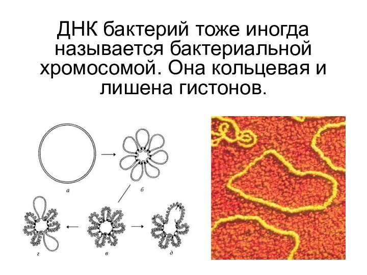 ДНК бактерий тоже иногда называется бактериальной хромосомой. Она кольцевая и лишена гистонов.