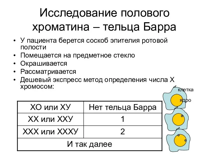 Исследование полового хроматина – тельца Барра У пациента берется соскоб эпителия