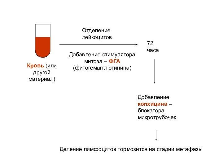Кровь (или другой материал) Отделение лейкоцитов Добавление стимулятора митоза – ФГА