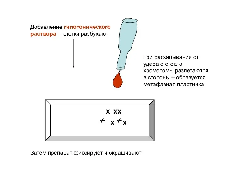 Добавление гипотонического раствора – клетки разбухают Х ХХ х х при