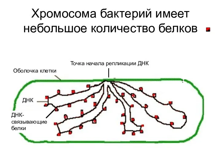 Хромосома бактерий имеет небольшое количество белков Оболочка клетки Точка начала репликации ДНК ДНК ДНК-связывающие белки