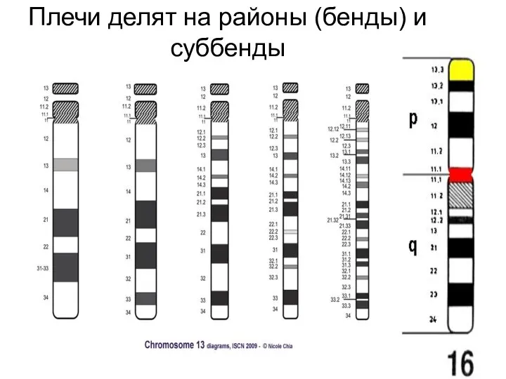 Плечи делят на районы (бенды) и суббенды