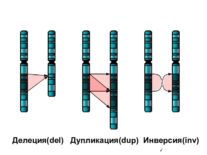 Делеция(del) Дупликация(dup) Инверсия(inv)