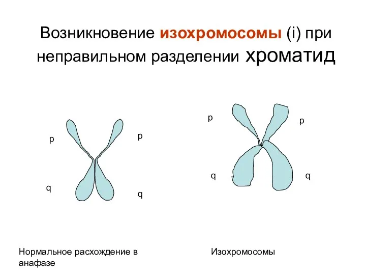 Возникновение изохромосомы (i) при неправильном разделении хроматид p q p q