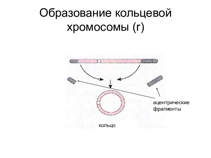 Образование кольцевой хромосомы (r) кольцо ацентрические фрагменты