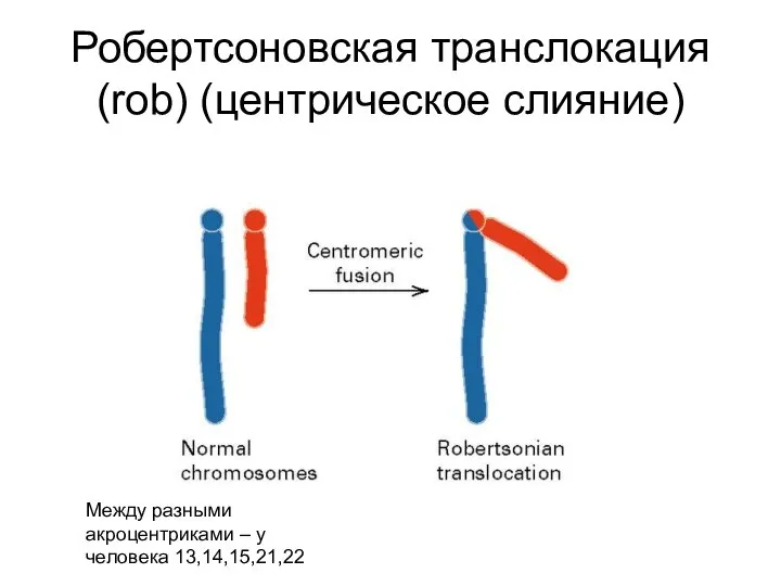 Робертсоновская транслокация (rob) (центрическое слияние) Между разными акроцентриками – у человека 13,14,15,21,22