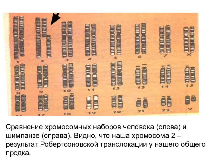 Сравнение хромосомных наборов человека (слева) и шимпанзе (справа). Видно, что наша