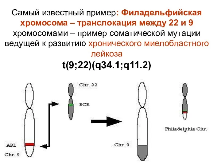 Самый известный пример: Филадельфийская хромосома – транслокация между 22 и 9