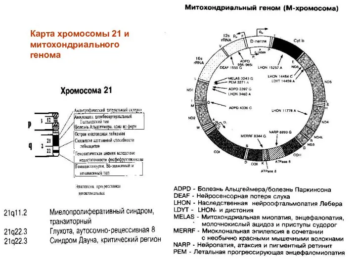 Карта хромосомы 21 и митохондриального генома