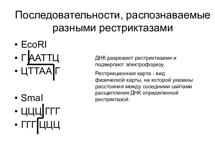 Последовательности, распознаваемые разными рестриктазами EcoRI Г ААТТЦ ЦТТАА Г SmaI ЦЦЦ