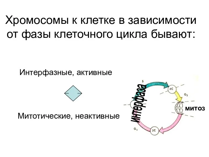 Хромосомы к клетке в зависимости от фазы клеточного цикла бывают: Интерфазные, активные Митотические, неактивные интерфаза митоз