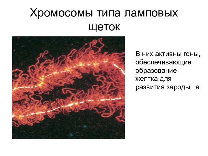 Хромосомы типа ламповых щеток В них активны гены, обеспечивающие образование желтка для развития зародыша
