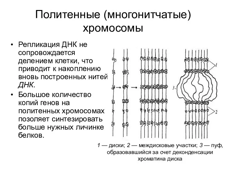 Политенные (многонитчатые) хромосомы Репликация ДНК не сопровождается делением клетки, что приводит