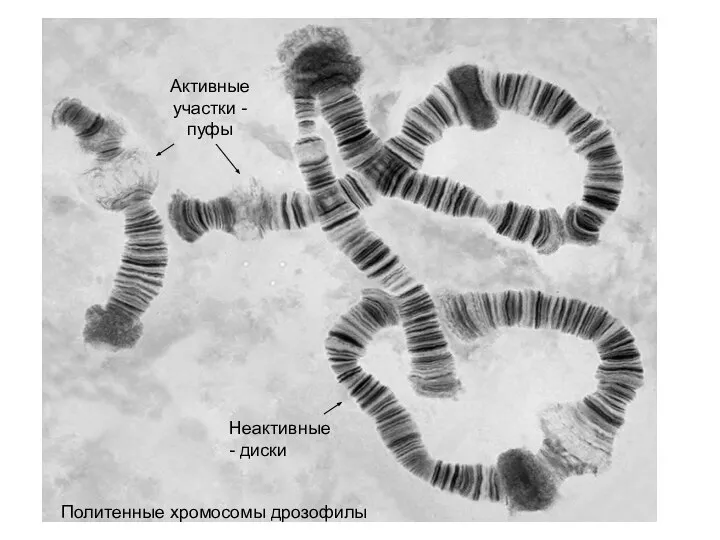 Активные участки -пуфы Неактивные - диски Политенные хромосомы дрозофилы