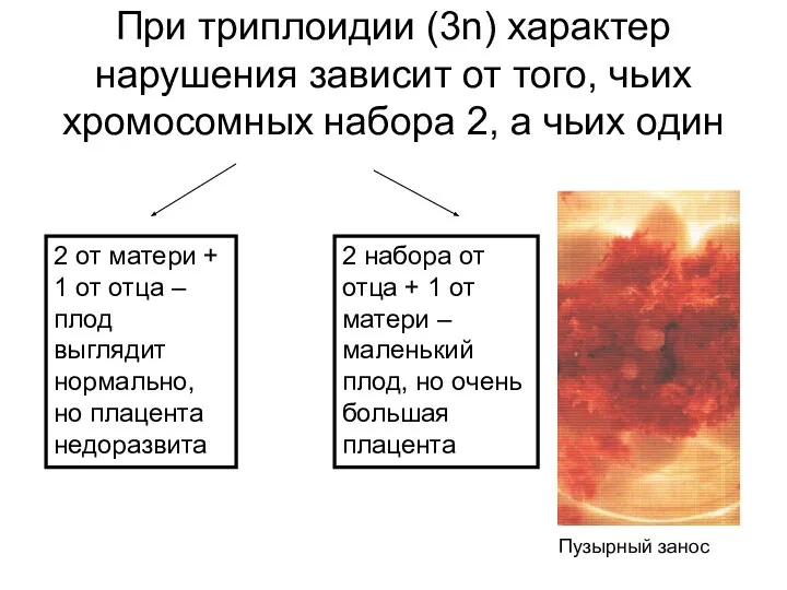 При триплоидии (3n) характер нарушения зависит от того, чьих хромосомных набора