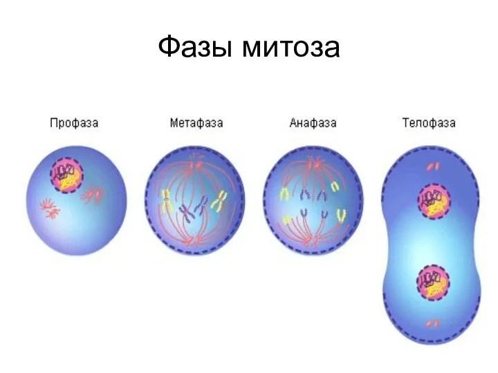 Фазы митоза